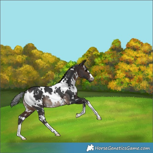 Horse Color:White Spotted Brown Rabicano 