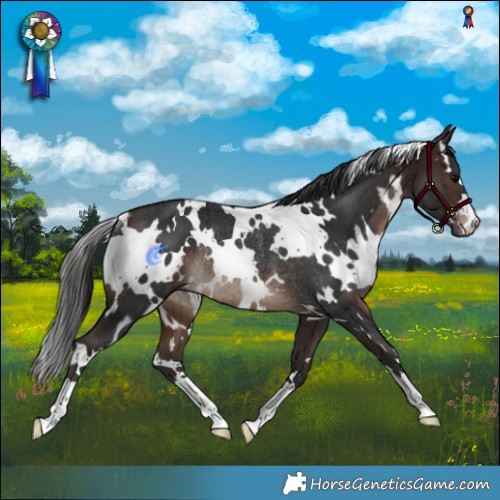 Horse Color:White Spotted Brown Rabicano