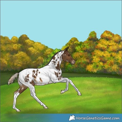 Horse Color:White Spotted Chocolate Palomino Tobiano Appaloosa 