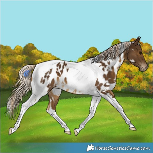 Horse Color:White Spotted Chocolate Palomino Tobiano Appaloosa