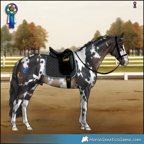 Horse Color:White Spotted Brown