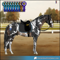 Horse Color:White Spotted Brown