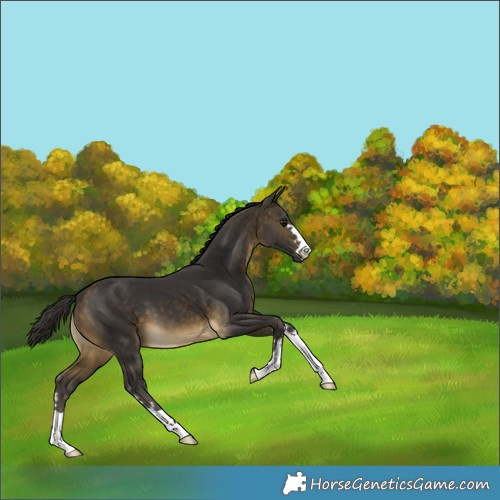 Horse Color:Buckskin 