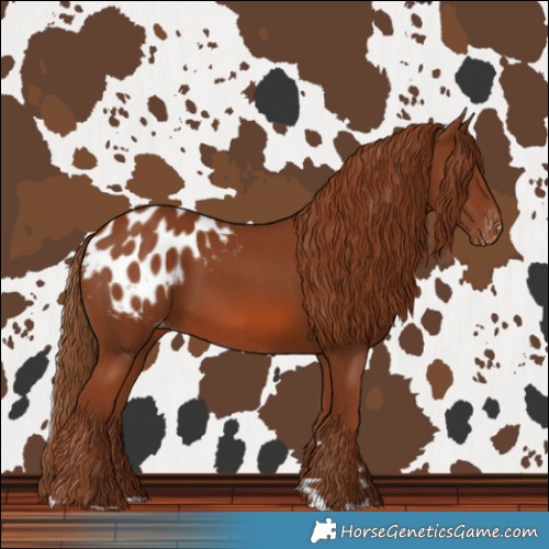Horse Color:Chestnut Blanket