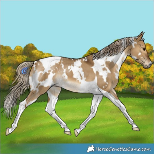Horse Color:Gray White Spotted Chocolate Palomino Dun Tobiano Varnish 