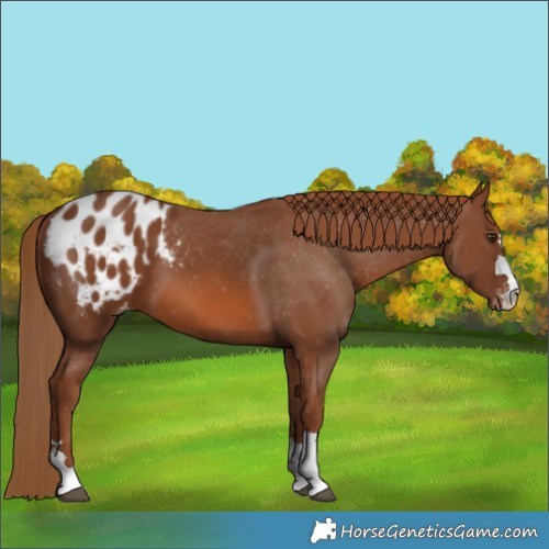 Horse Color:Chestnut Blanket