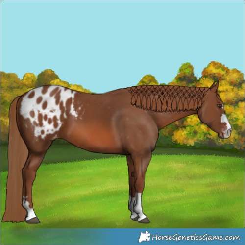 Horse Color:Chestnut Blanket