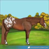 Horse Color:Chestnut Blanket