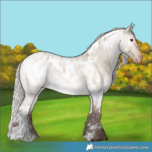 Horse Color:White Spotted Silver Bay Roan Dun Appaloosa 