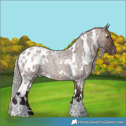 Horse Color:White Spotted Silver Brown Roan Dun Appaloosa 