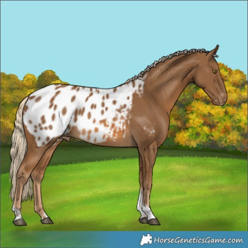 Horse Color:Chocolate Palomino Tobiano Blanket