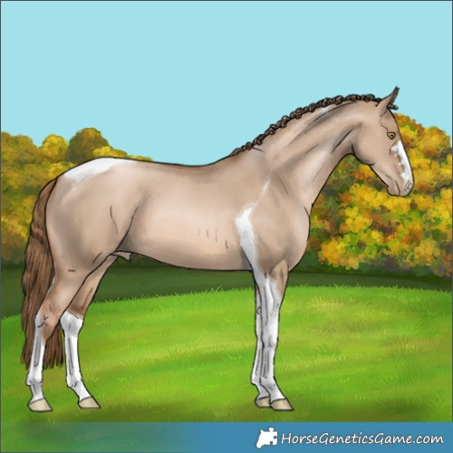 Horse Color:Liver Red Dun Pearl Tobiano 