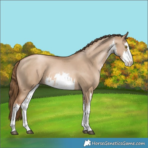 Horse Color:White Spotted Liver Red Dun Pearl