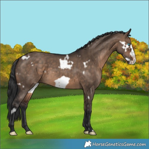 Horse Color:White Spotted Bay Dun Frame 