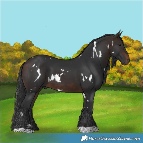 Horse Color:White Spotted Bay