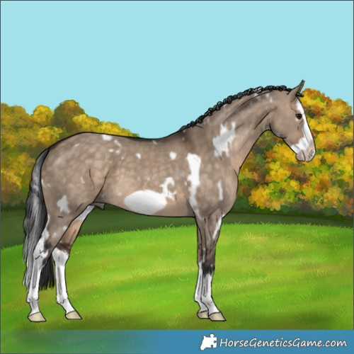 Horse Color:White Spotted Bay Dun Splash Frame