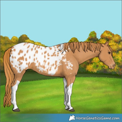 Horse Color:Chestnut Tobiano Blanket 
