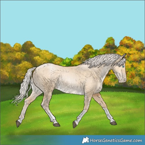 Horse Color:Silver Bay Dun Tobiano Rabicano