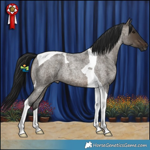 Horse Color:Gray Brown Roan Dun Tobiano