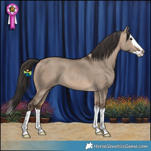 Horse Color:White Spotted Bay Dun Splash Rabicano