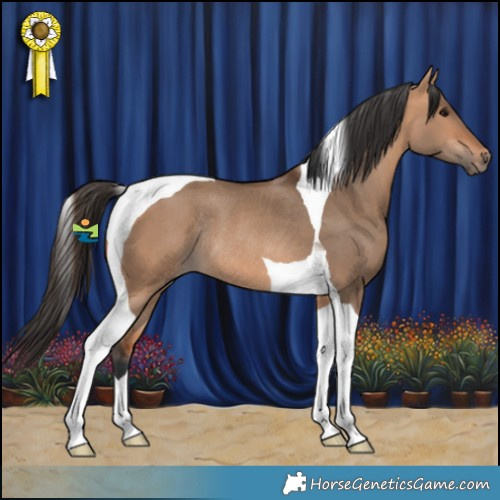 Horse Color:Bay Dun Tobiano Rabicano