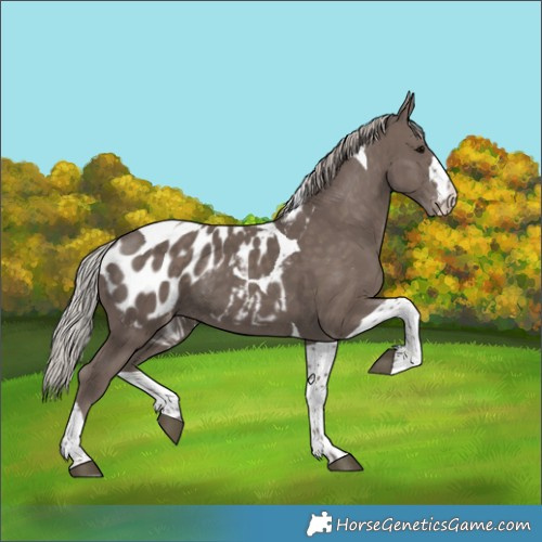 Horse Color:Silver Black Tobiano Blanket