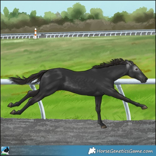 Horse Color:Gray Liver Chestnut