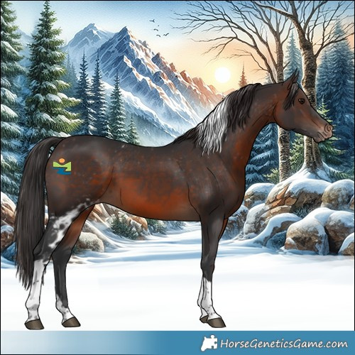 Horse Color:Brown Tobiano Skewed Appaloosa 