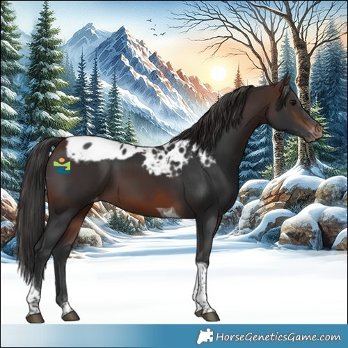 Horse Color:Brown Tobiano Skewed Appaloosa 