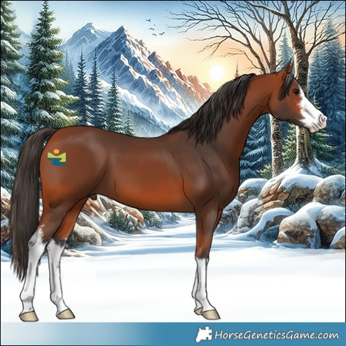 Horse Color:White Spotted Bay 