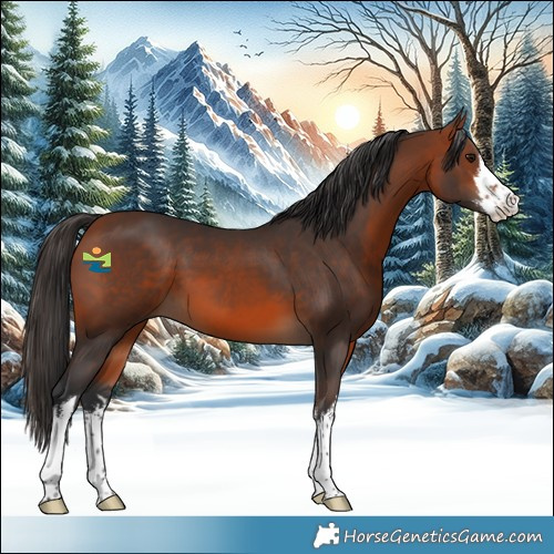 Horse Color:White Spotted Bay