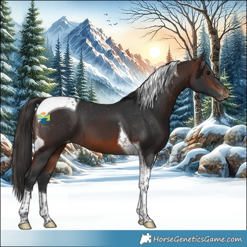 Horse Color:Brown Tobiano Skewed Appaloosa 