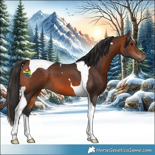 Horse Color:Bay Tobiano 
