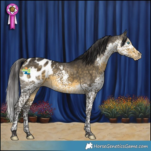 Horse Color:Buckskin Splash Tobiano Appaloosa