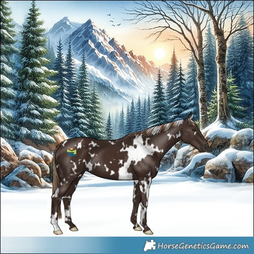 Horse Color:White Spotted Liver Chestnut