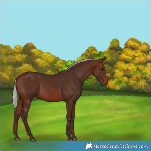 Horse Color:Silver Brown