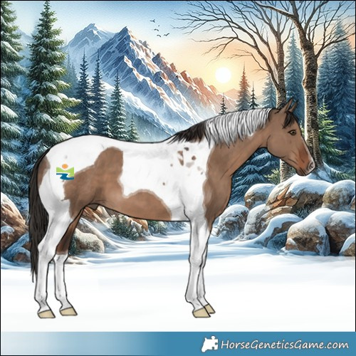 Horse Color:Liver Red Dun Tobiano