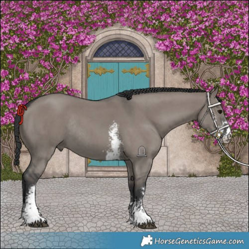 Horse Color:Grullo Sabino Rabicano 