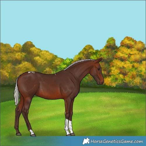 Horse Color:Silver Brown Tobiano 