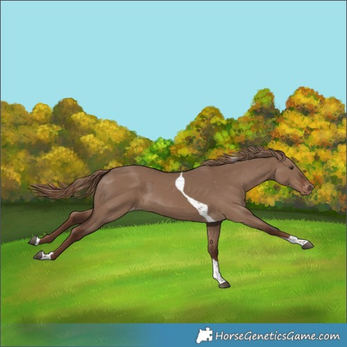 Horse Color:Liver Red Dun Tobiano Varnish