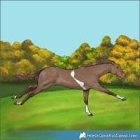 Horse Color:Liver Red Dun Tobiano Appaloosa
