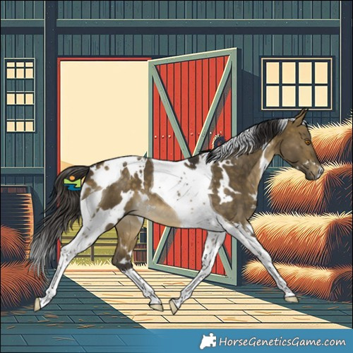 Horse Color:White Spotted Buckskin Dun Tobiano 