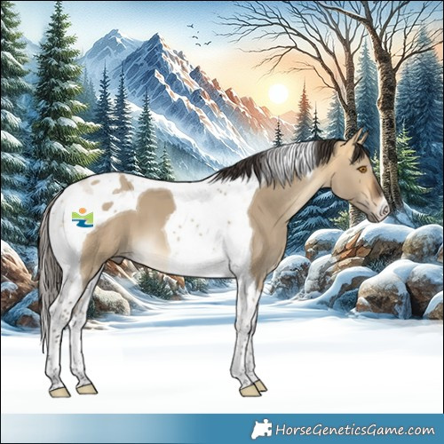 Horse Color:Buckskin Dun Tobiano