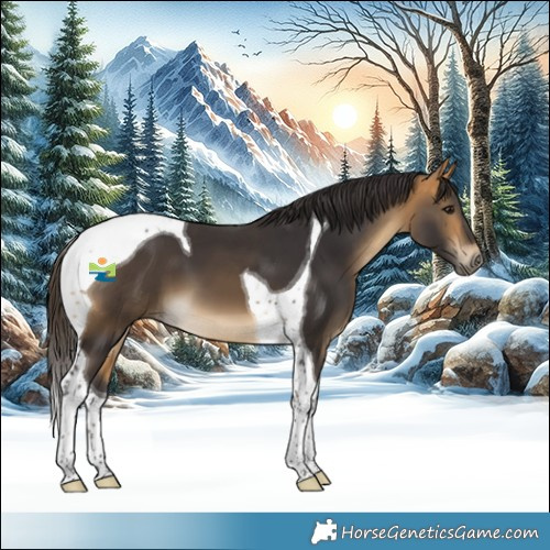 Horse Color:Buckskin Tobiano 