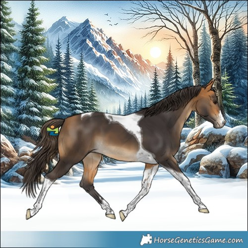Horse Color:Buckskin Tobiano