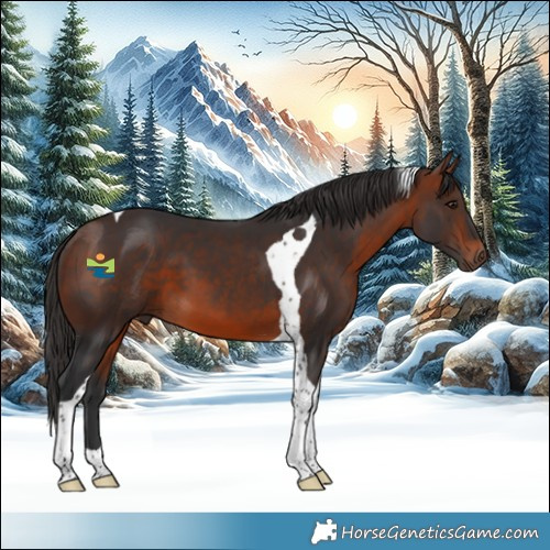 Horse Color:Bay Tobiano 