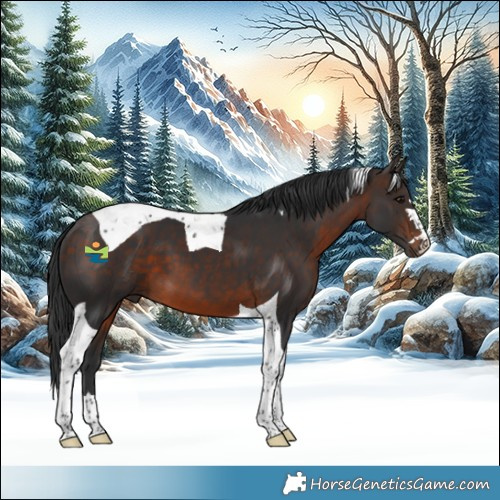 Horse Color:Bay Tobiano