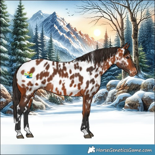 Horse Color:White Spotted Bay Near Leopard