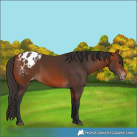 Horse Color:Bay Blanket 