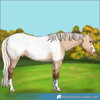 Horse Color:Silver Bay Dun Snowcap